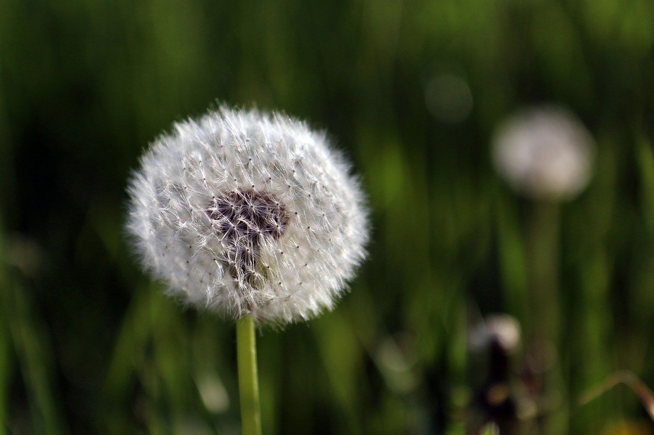 Fleur de pissenlit