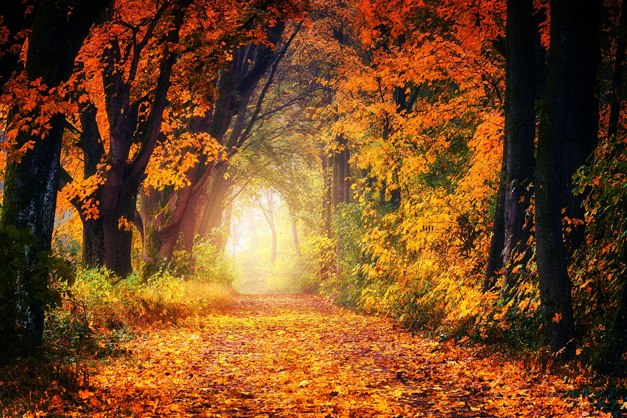 Photo représentant une chemin dans une forêt avec des couleurs automnales